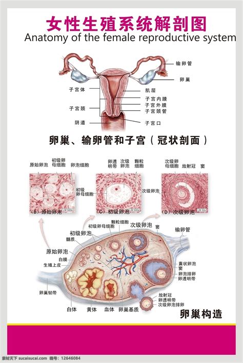 女人生殖器|女性生殖系统